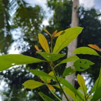 Terminalia bellirica (Gaertn.) Roxb.